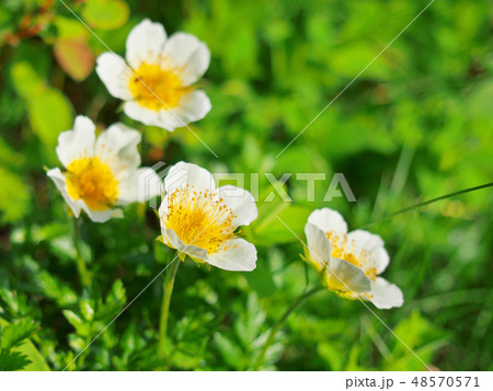 高山の花・チングルマ 高山の花・チングルマ 48570571
