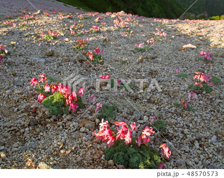 厳しい環境で自生する高山植物群(コマクサ) 48570573