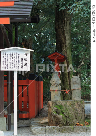 京都、下鴨神社の相生社の縁結びの男女の像です 48570645