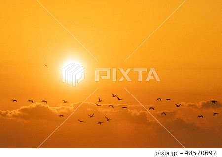 夕焼けと白鳥 夕焼けと白鳥 48570697
