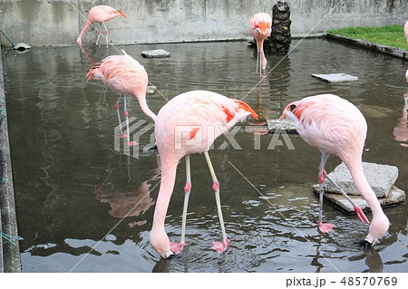 山地獄動物園・フラミンゴ 山地獄動物園・フラミンゴ 48570769