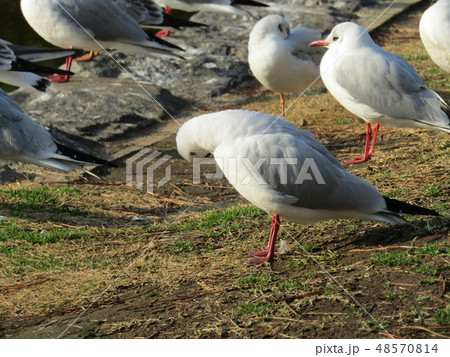 稲毛海浜公園の池に来たユリカモメ 稲毛海浜公園の池に来たユリカモメ 48570814