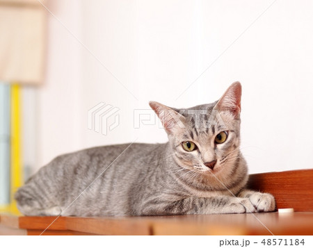 cute short hair grey with black stripes young cat cute short hair grey with black stripes young cat 48571184