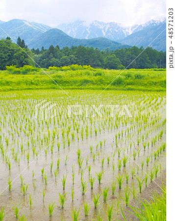 植えたばかりの水田と残雪の山 48571203