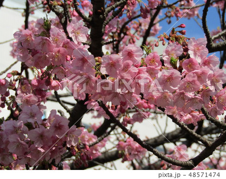 五分咲きの稲毛海岸駅前カワヅザクラの花  48571474