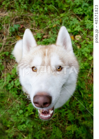 Siberian Husky looks up is waiting for command Siberian Husky looks up is waiting for command 48571823