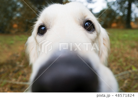 Blurred nose of a golden retriever. Blurred nose of a golden retriever. 48571824