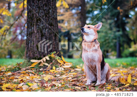 The mongrel dog sits in the autumn park 48571825