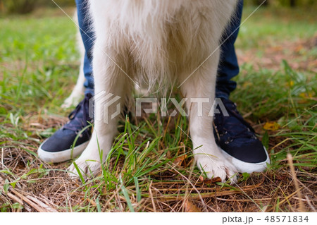 paws of the golden retriever and owner's boots paws of the golden retriever and owner's boots 48571834