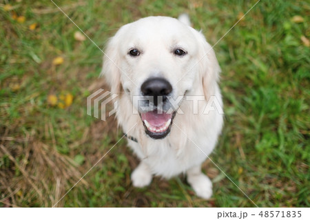 Adorable golden retriever sitting on green grass Adorable golden retriever sitting on green grass 48571835