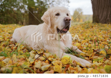 Old Golden Retriever is lying on yellow ground Old Golden Retriever is lying on yellow ground 48571836