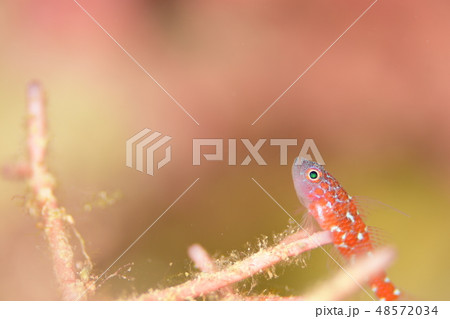 チゴベニハゼ チゴベニハゼ 48572034