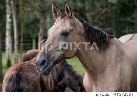 Horse on nature. 48572059