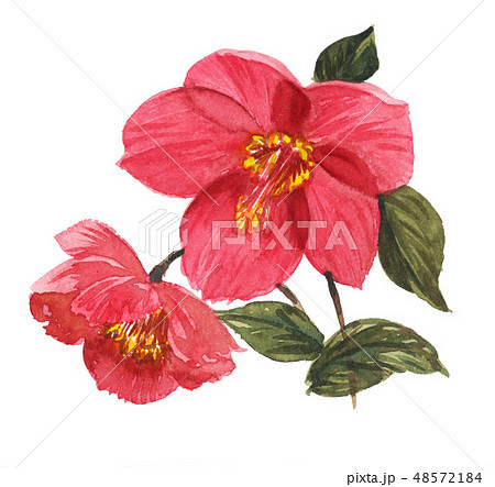 クリスマスローズ19305pix7 48572184