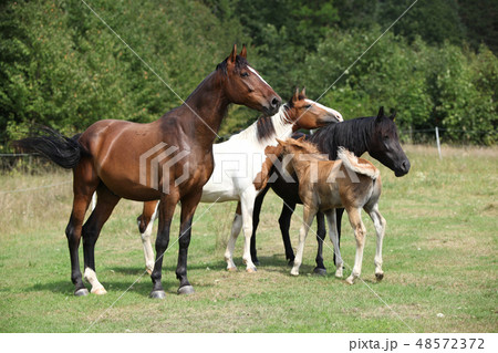 Batch of horses on pasturage, together Batch of horses on pasturage, together 48572372