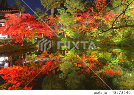 【京都府】高台寺月真院の紅葉ライトアップ 48572540