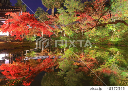 【京都府】高台寺月真院の紅葉ライトアップ 【京都府】高台寺月真院の紅葉ライトアップ 48572546