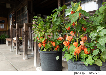 ホオズキ 48572559