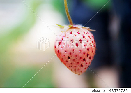 Strawberry with green background. Strawberry with green background. 48572785
