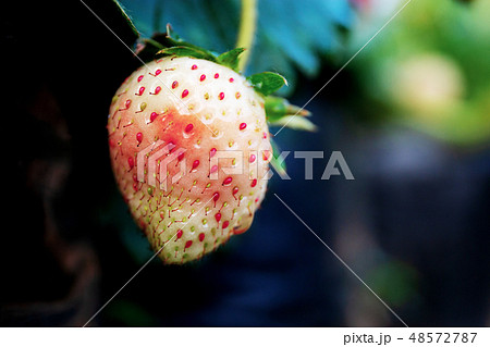 Strawberry with closeup on tree. 48572787