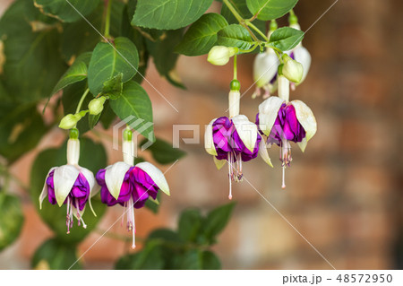 fuchsia magellanica flower, fuchsia magellanica flower, 48572950