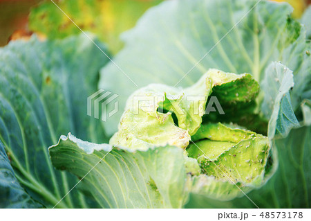 Cabbage of green leaves in farm. Cabbage of green leaves in farm. 48573178