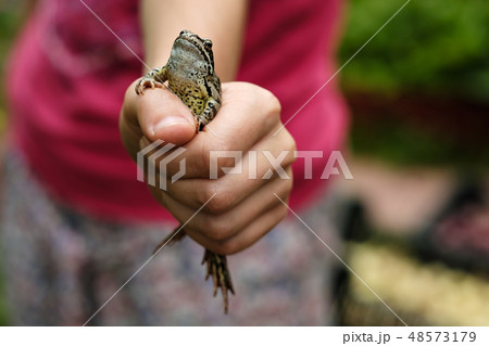 frog sits in a fist and looks proudly upwards frog sits in a fist and looks proudly upwards 48573179