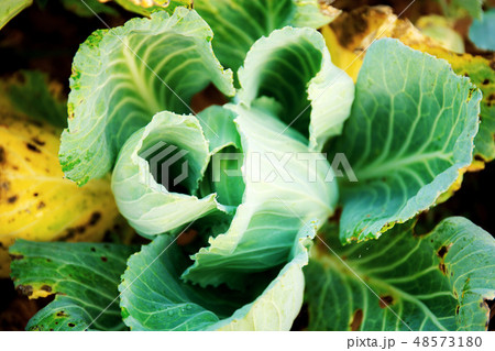 Cabbage of dried leaves. Cabbage of dried leaves. 48573180