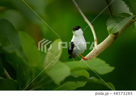 White-bearded Manakin, Manacus manacus White-bearded Manakin, Manacus manacus 48573265