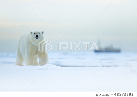 Polar bear on the ice with snow Polar bear on the ice with snow 48573293