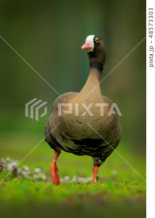 Bean goose, Anser fabalis, walking in the grass 48573303