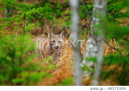 Eurasian lynx walking. Wild cat from Germany. 48573309