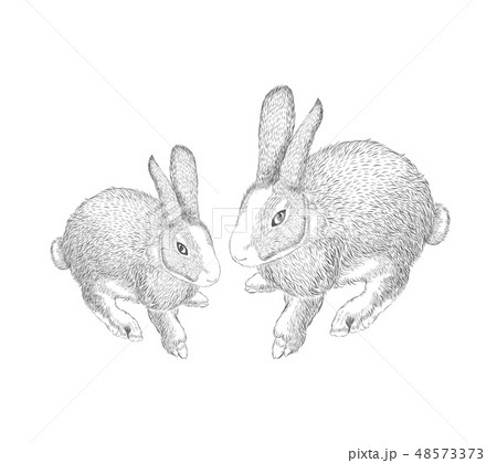 Hand Drawn Hares Rabbit Sketch のイラスト素材