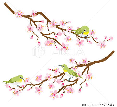 桜の枝にとまるメジロ デザイン素材 二本セのイラスト素材