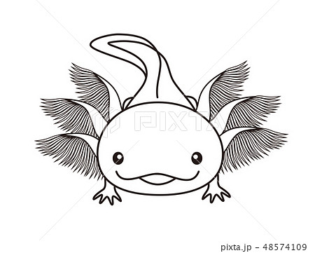 ウーパールーパー Axolotl ぬりえのイラスト素材