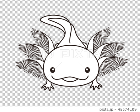 ウーパールーパー Axolotl ぬりえのイラスト素材