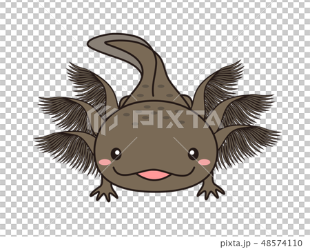 ウーパールーパー Axolotl マーブルのイラスト素材