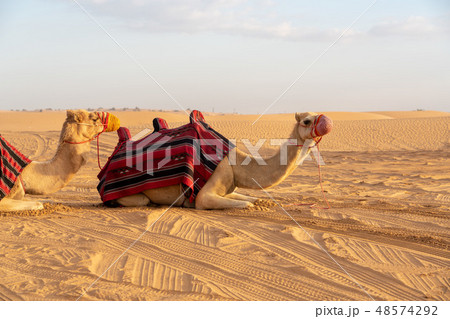 砂漠とラクダ 砂漠とラクダ 48574292