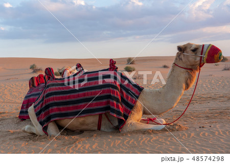 砂漠とラクダ 48574298