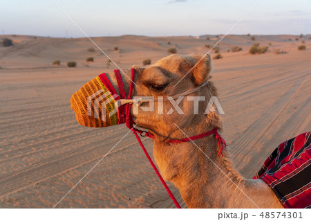 駱駝 クローズアップ 駱駝 クローズアップ 48574301