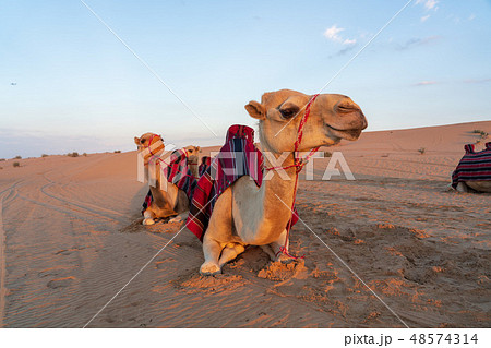 砂漠とラクダ 48574314