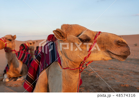 笑う駱駝 48574316