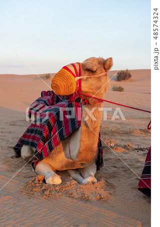 砂漠とラクダ 48574324
