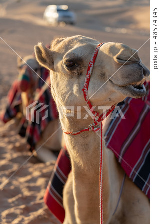 砂漠とラクダ 48574345