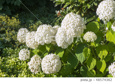 Hydrangea Annabelle in the garden Hydrangea Annabelle in the garden 48574362