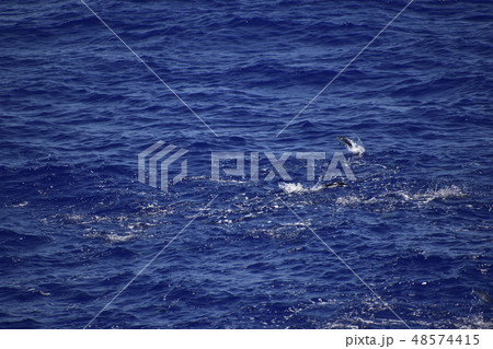 カツオ跳ねる 48574415