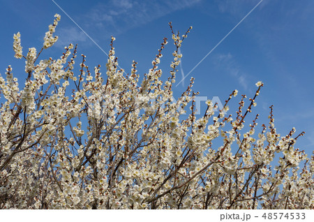 満開の白梅 48574533