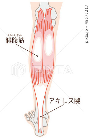 腓腹筋 アキレス腱 名称入り 腓腹筋 アキレス腱 名称入り 48575217
