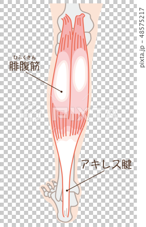 腓腹筋 アキレス腱 名称入り 腓腹筋 アキレス腱 名称入り 48575217
