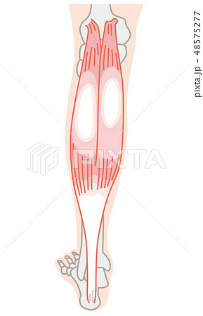 腓腹筋 アキレス腱 腓腹筋 アキレス腱 48575277